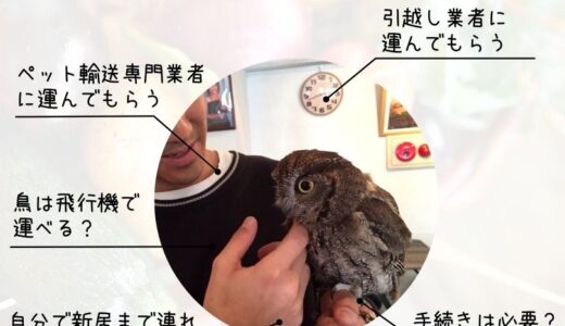 ペットの鳥はどうやって引越しする？小鳥を輸送する3つの方法を解説